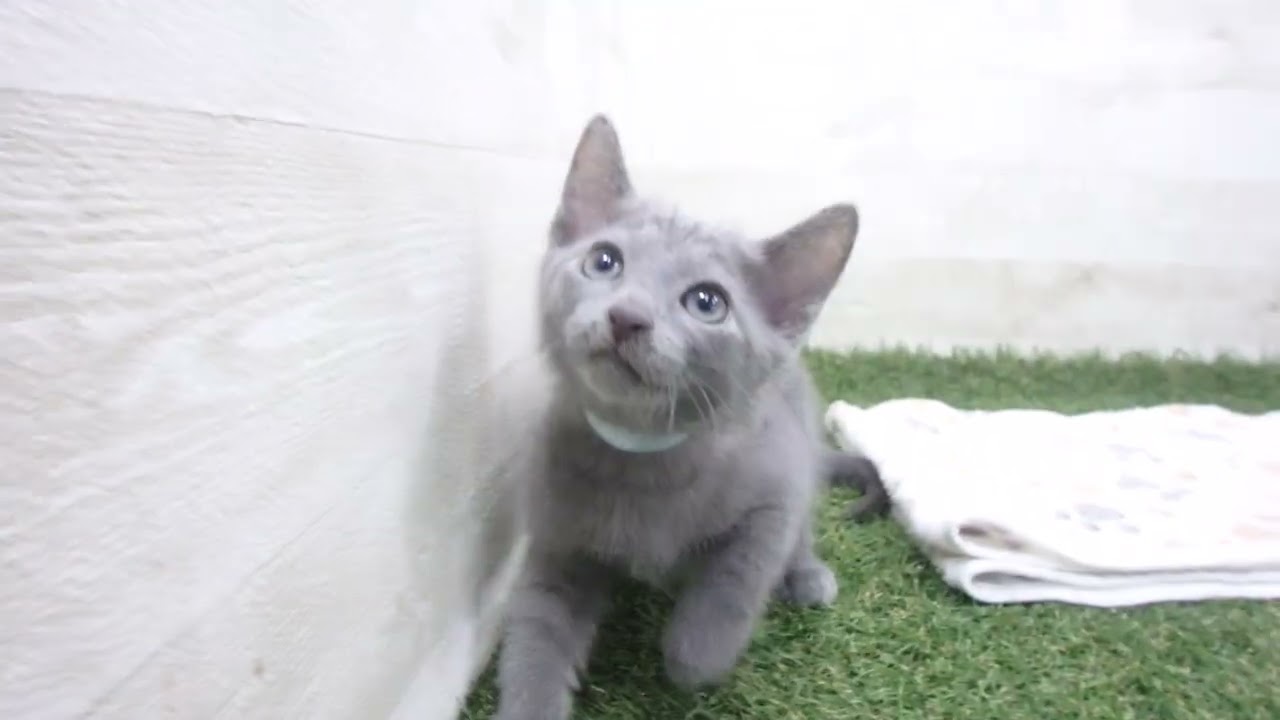 Coo&RIKU　No00658545 ロシアンブルー