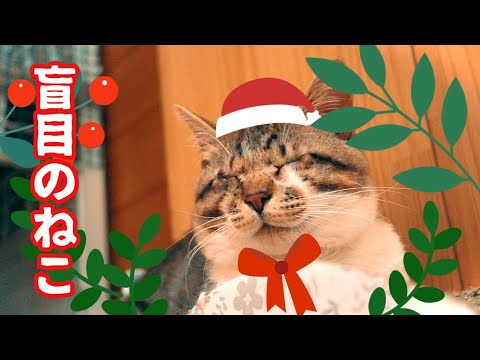 クリスマス感ゼロな猫達とごはんが空っぽだった目の不自由なねこ