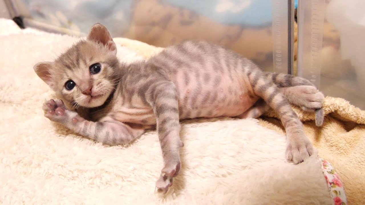 飲み過ぎちゃた子猫はもう動けないよと暖か毛布でゴロンゴロン【赤ちゃん猫　保護猫】