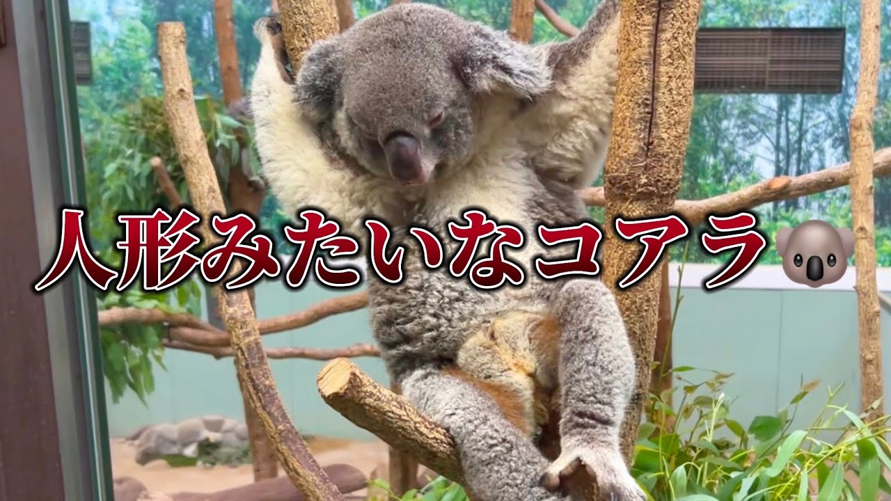 日本では珍しいコアラがいる動物園行ってきた🐨平川動物公園