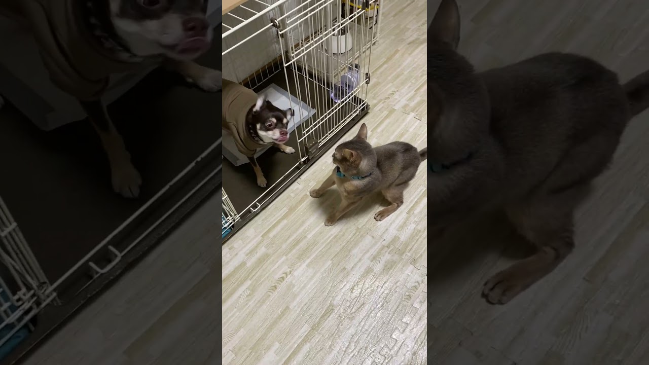 犬にチョッカイを出す ご機嫌斜めの猫  #アビシニアン #チワワ