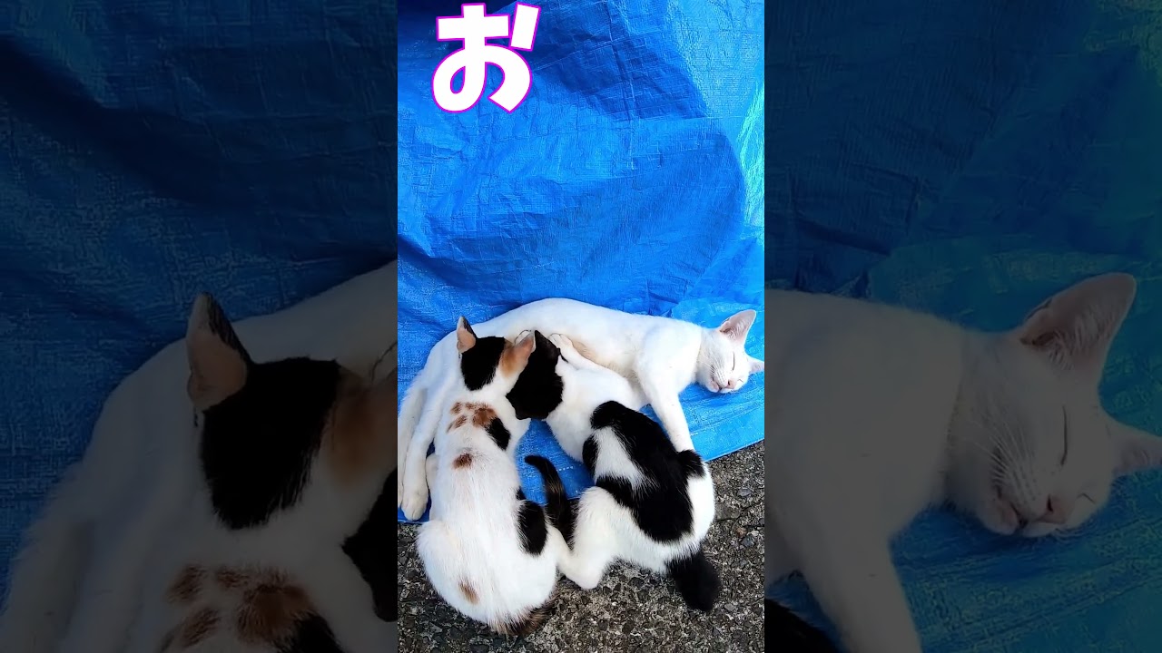 猫」「CAT & PEACE」#cat #ソマリ #ねこ動画 #猫動画 #猫好きさんと繋がりたい #野良猫