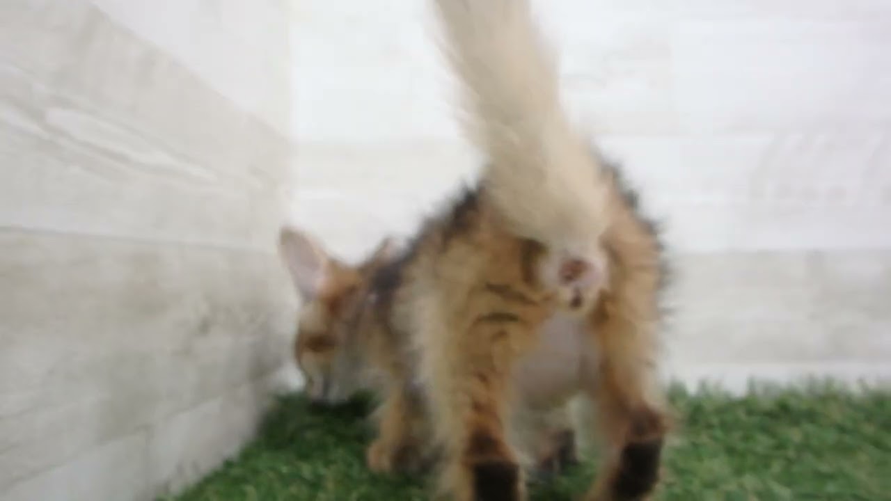 Coo&RIKU　No00658890 ソマリ