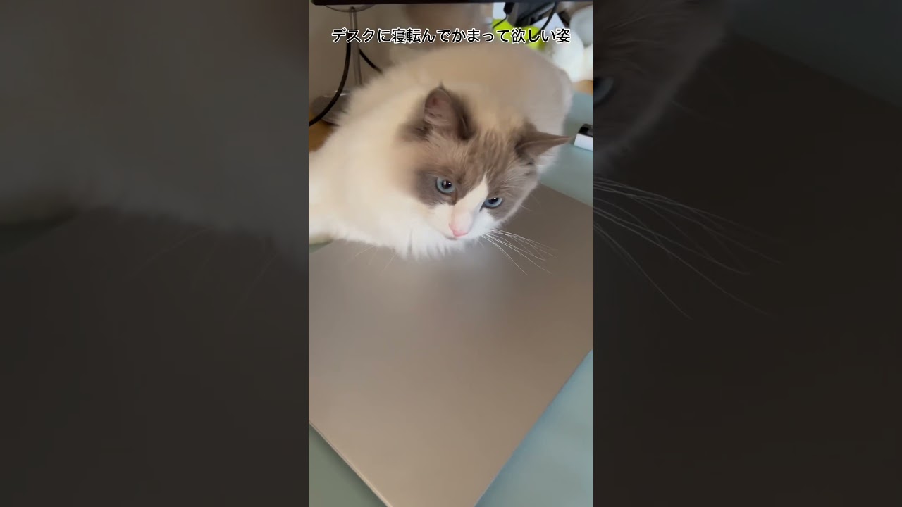 【ラグドールのわたげ】愛猫の可愛い姿集めました #shorts #猫 #ラグドール