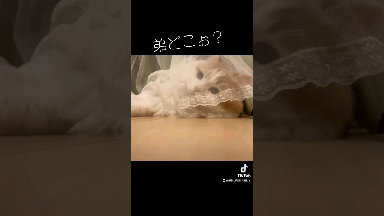 ウェディングしらたま #ラガマフィン #cat #shorts