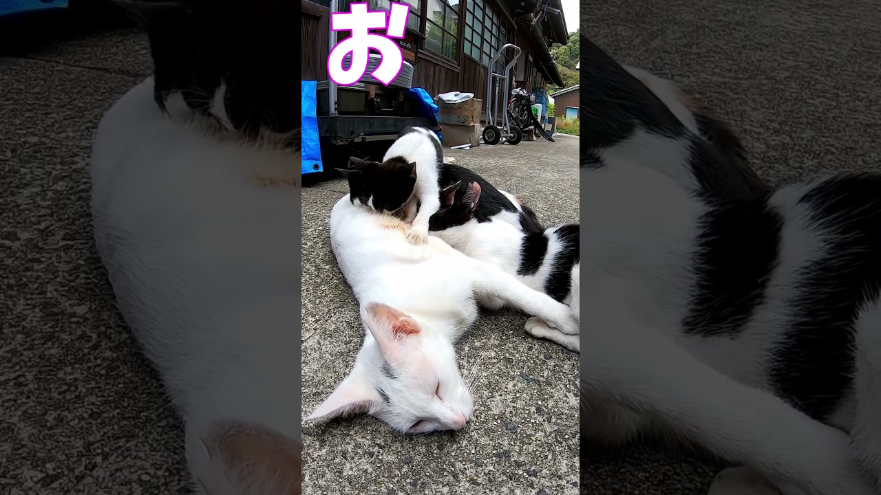 猫」「CAT & PEACE」#cat #ソマリ #ねこ動画 #猫動画 #猫好きさんと繋がりたい #野良猫