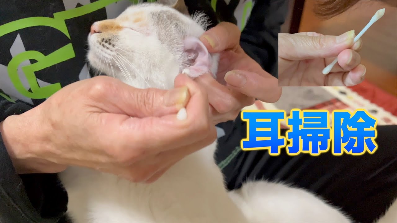 ママとおしゃべりしながら耳掃除　謎の合図が　笑