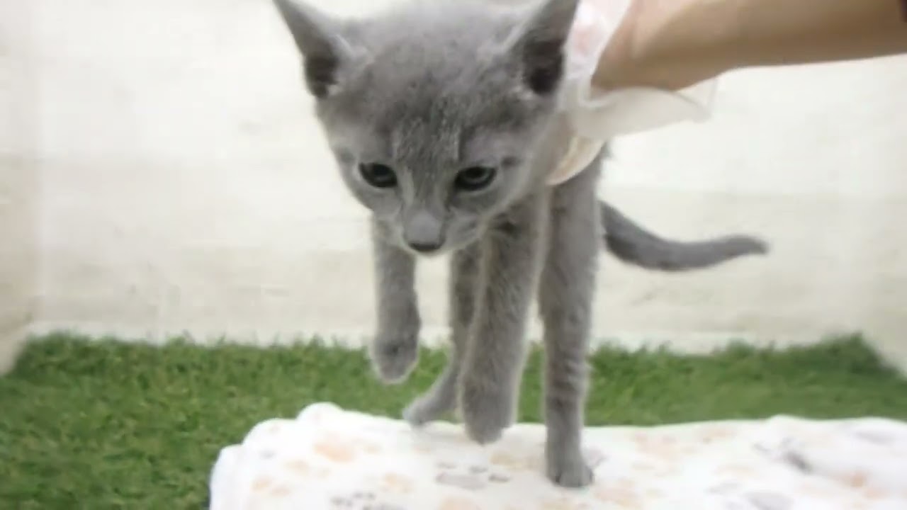 Coo&RIKU　No00659020 ロシアンブルー