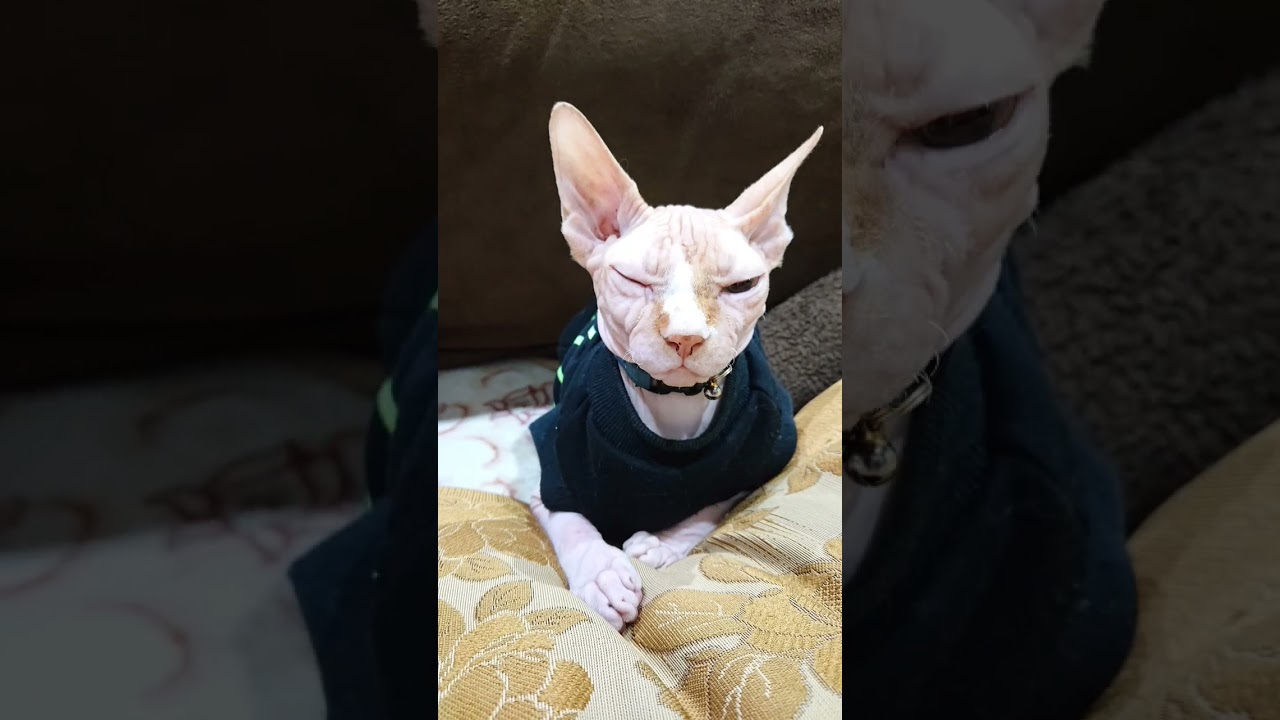 実家の猫　スフィンクスもものかっこいい写真集　#ネコ#ねこ #スフィンクス