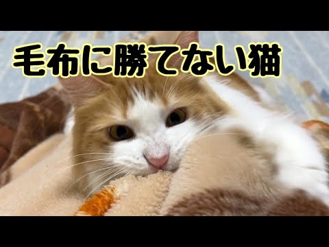 毛布の心地よさに負けてしまう猫【マリー（メインクーン）】