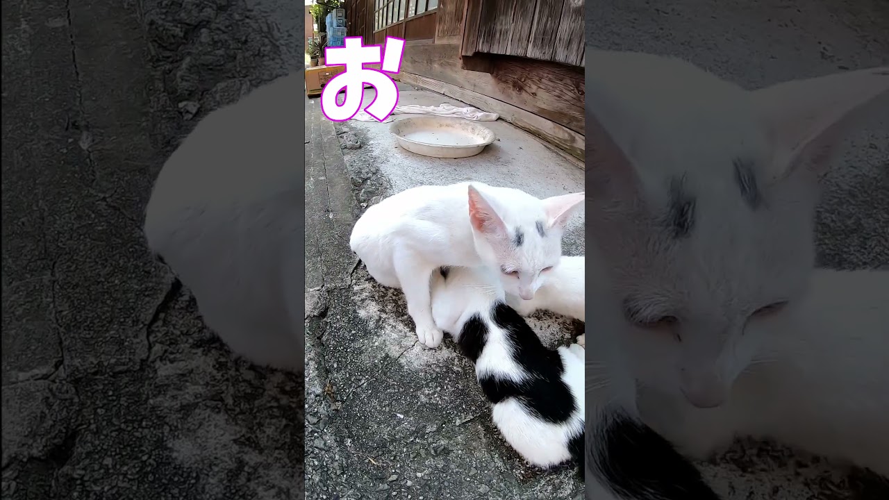 猫」「CAT & PEACE」#cat #ソマリ #ねこ動画 #猫動画 #猫好きさんと繋がりたい #野良猫