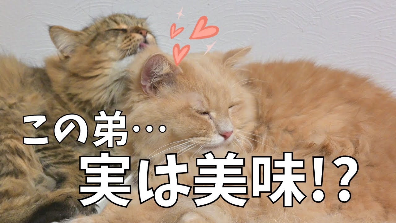 弟の顔が美味しくて止まらない🤤【猫・サイベリアン】