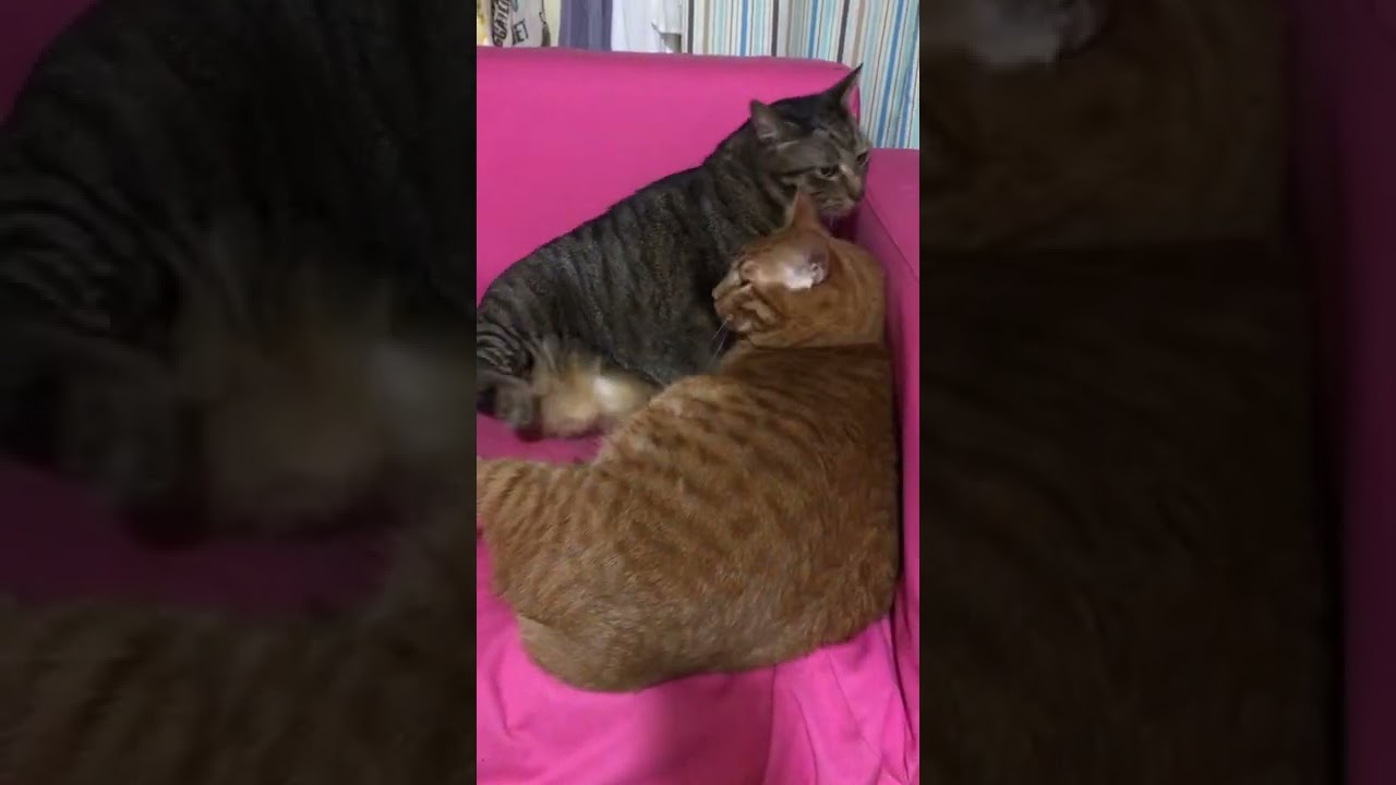 にゃらんに起こされて、寝ぼけるギンジ🐱【日本猫のにゃらんとギンジ】#shorts