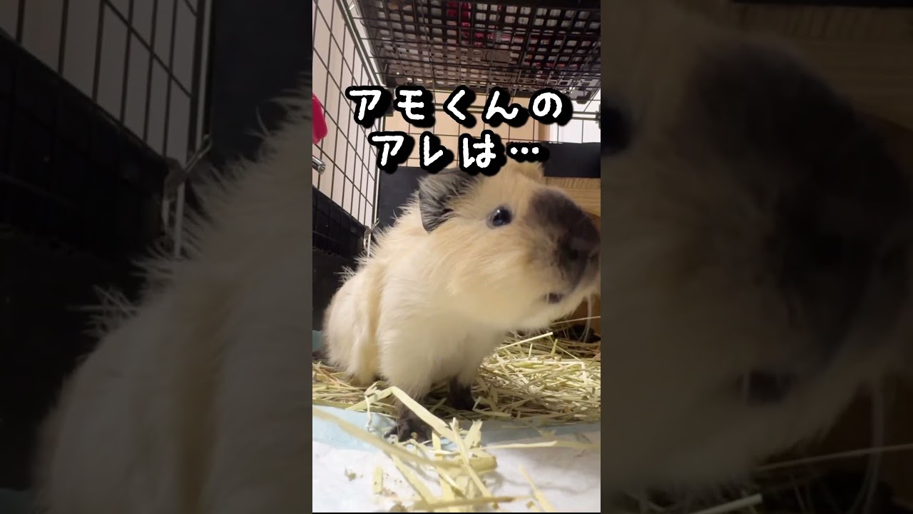 アビシニアンロシアンスモークモルモットのアモくんのアレは…