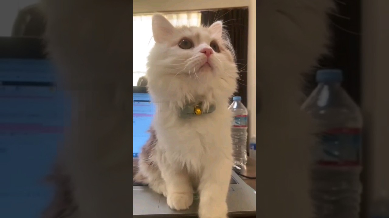 Now, He has a brother! #shorts  #ラガマフィン #猫動画 #beforeandafter