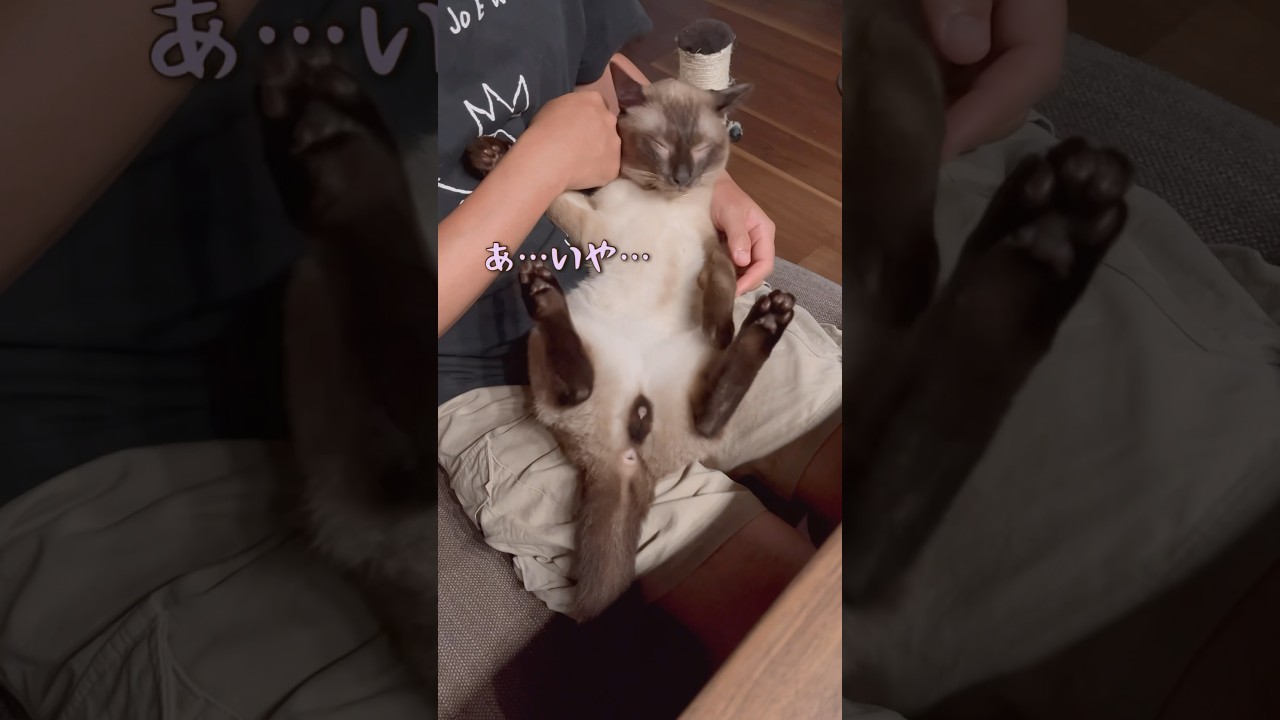 寝ていなかった事にしたい猫w #保護猫  #シャムミックス #short