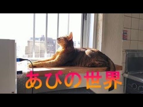 ネコ動画あび＃2678　あびの毎日　アビシニアン　あび