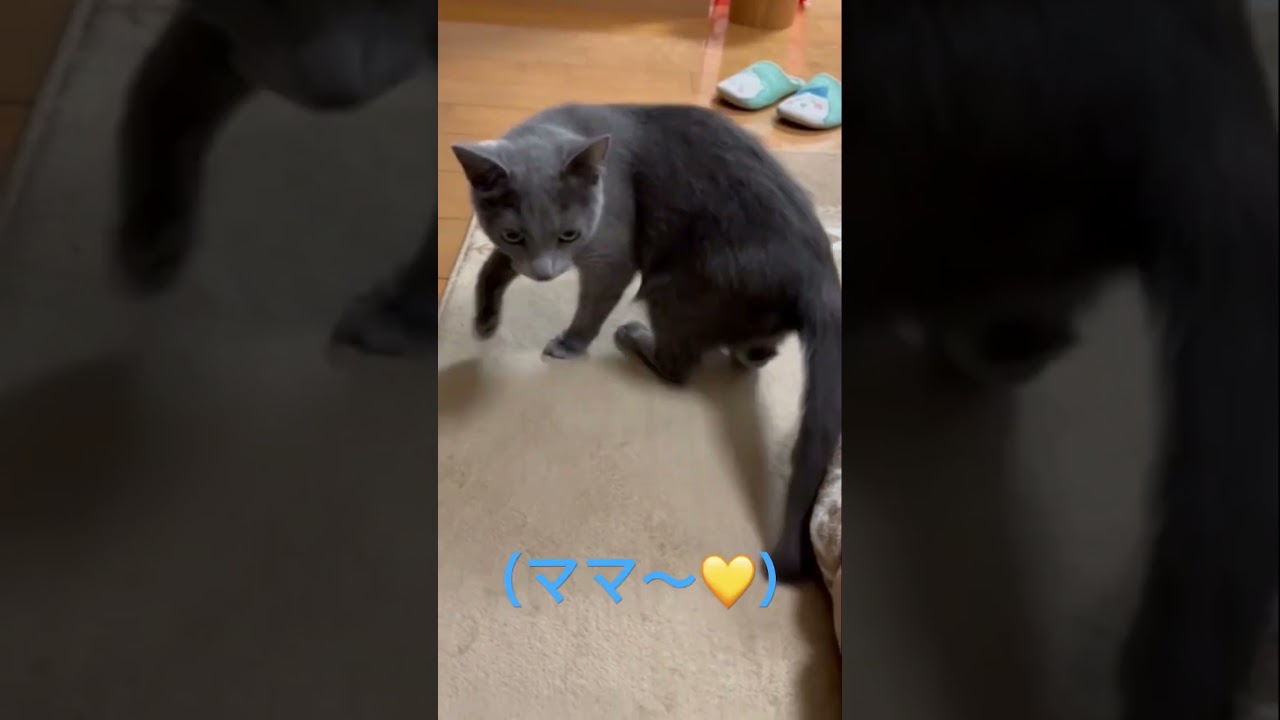 呼んだらタッチしてくれる可愛い猫🧡（ロシアンブルー）#shorts