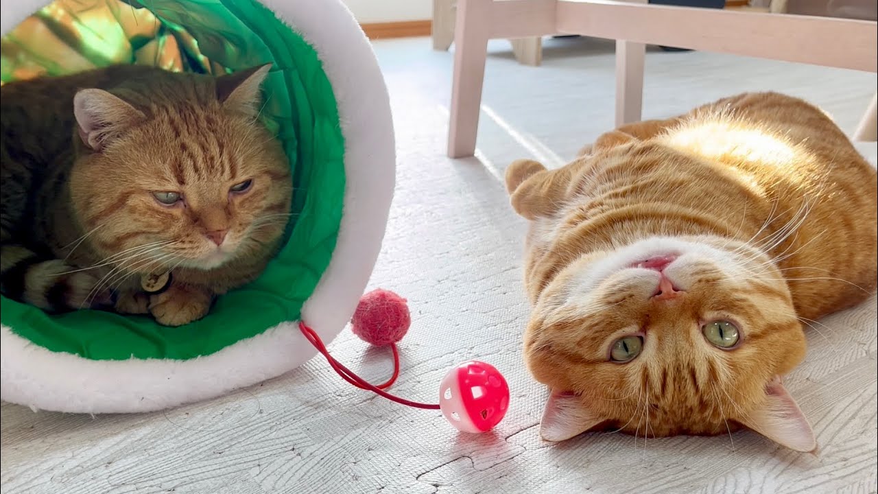 あれ...ぽちゃくんの様子が... #猫 #マンチカン