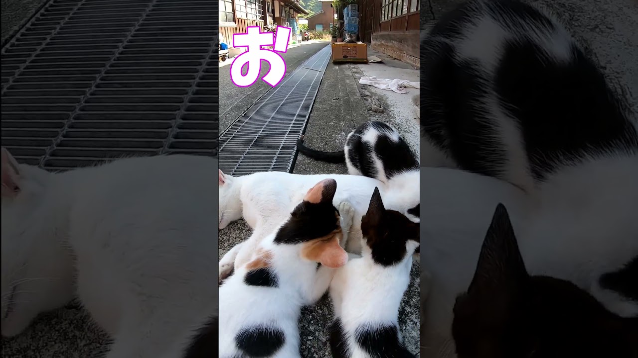 猫」「CAT & PEACE」#cat #ソマリ #ねこ動画 #猫動画 #猫好きさんと繋がりたい #野良猫