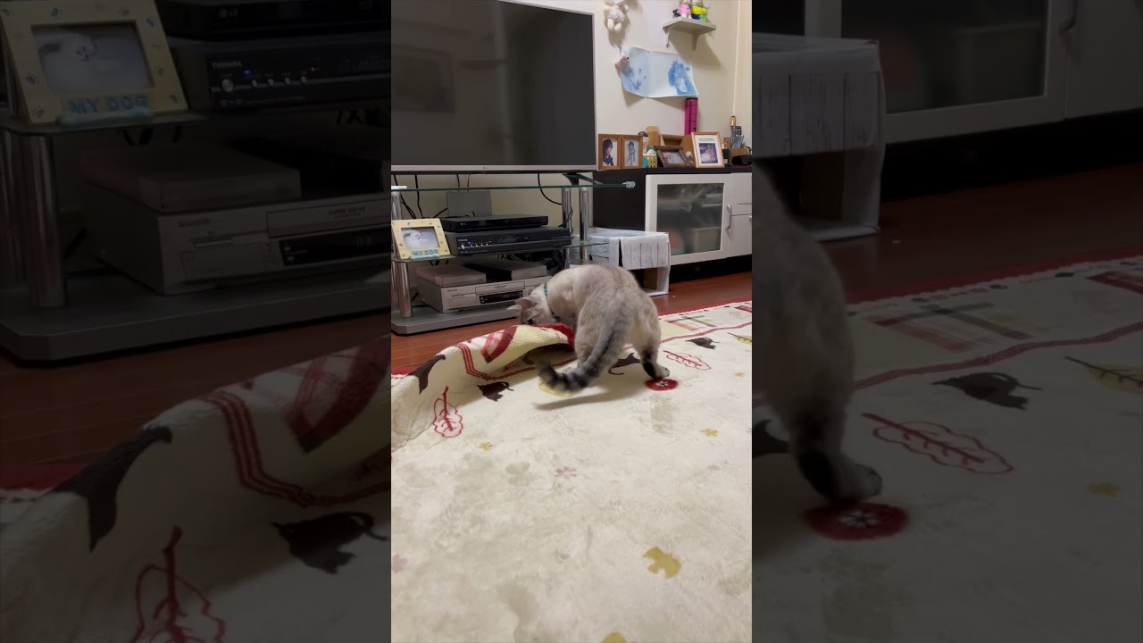 戦う猫　＃shorts、 #funny、#cat、 #シャムmix、#シャムトラミックス 、#保護猫、