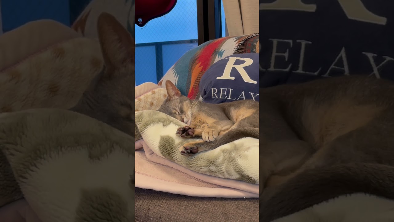毛布が好きすぎて暗くなるまで寝ちゃう、うちの猫さん #shorts #猫 #アビシニアン