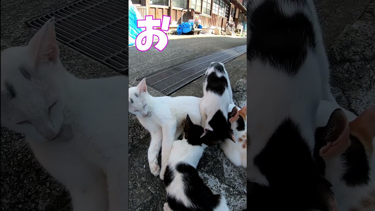 猫」「CAT & PEACE」#cat #ソマリ #ねこ動画 #猫動画 #猫好きさんと繋がりたい #野良猫