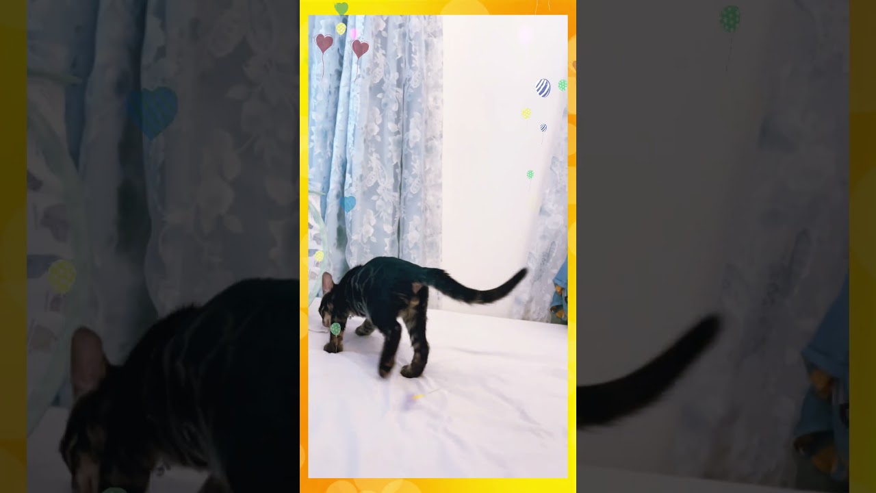 猫の家さんの玩具で遊んでみた #shorts  #ベンガル #子猫 #猫の家 #むいむい #くすくす
