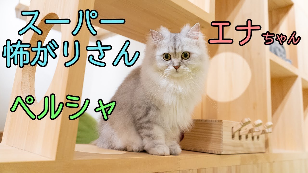 スーパー怖がりさん！ペルシャのエナちゃん紹介！