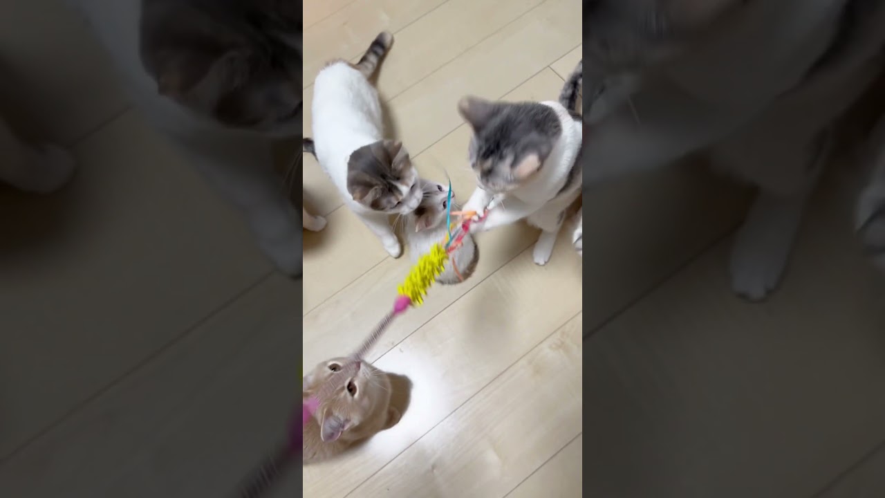 長足マンチカン女の子🩷 【お問合せ詳細は説明欄に記載あります】 #スクーカム #ブリーダー直販 #マンチカン #ミヌエット #ラパーマ #子猫 #子猫販売 #猫 #猫のいる暮らし #猫動画