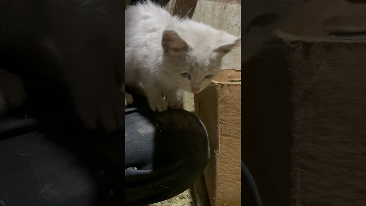 This cat came to us🥺 #shorts #cute #funnymoments