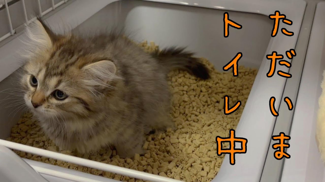 子猫がうちにやって来る！ヤァ!ヤァ!ヤァ!_episode1 【サイベリアン】【猫】【ネコ】お迎え