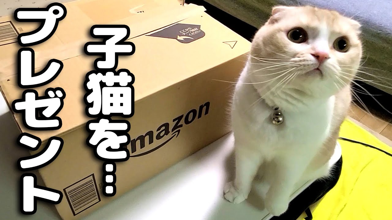 猫と犬に新しい子猫をサプライズしてみたらこうなっちゃいました...