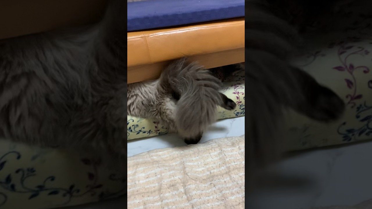 のそのそ〜#猫 #ヒマラヤン #猫のいる生活 #猫のいる暮らし #shorts