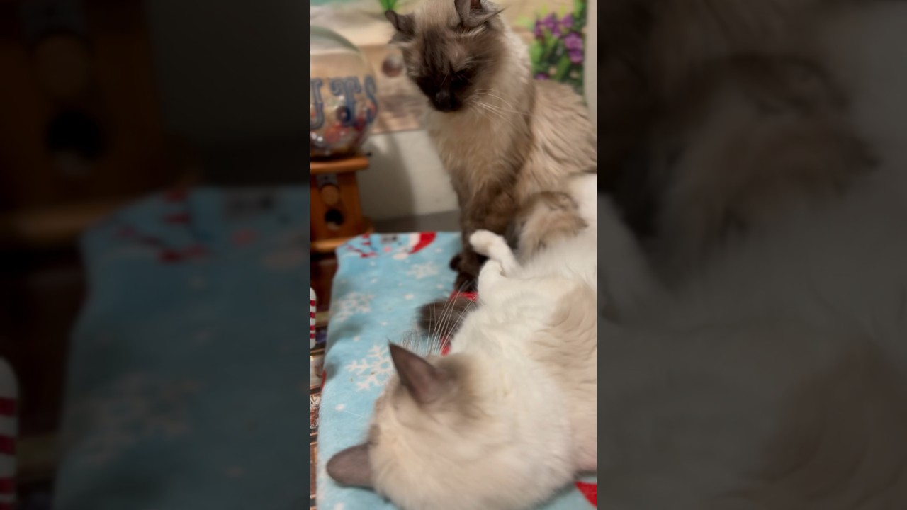 オオヤマネコの貫禄に震えるラグドールがこちらですww #shorts #猫 #猫のケンカ #おもしろ動画