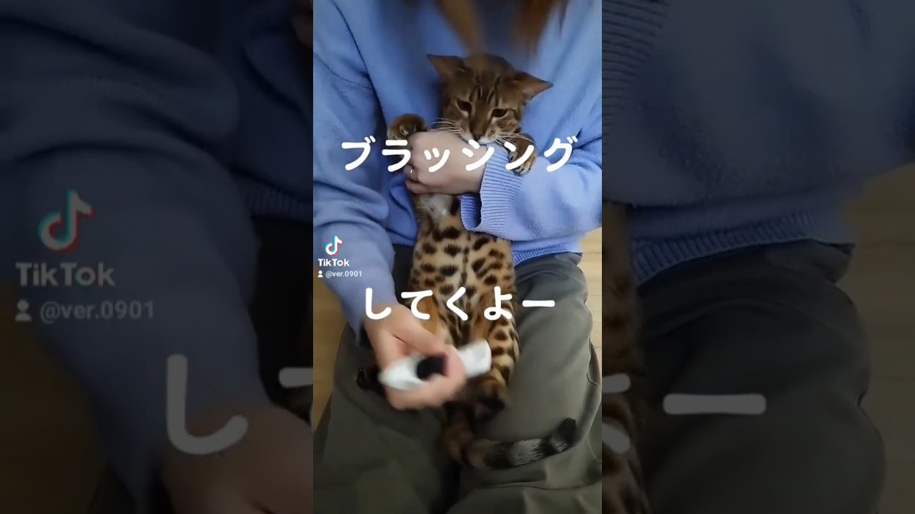 ブラッシングされてる猫がかわいい#shorts #cat #猫 #ベンガル