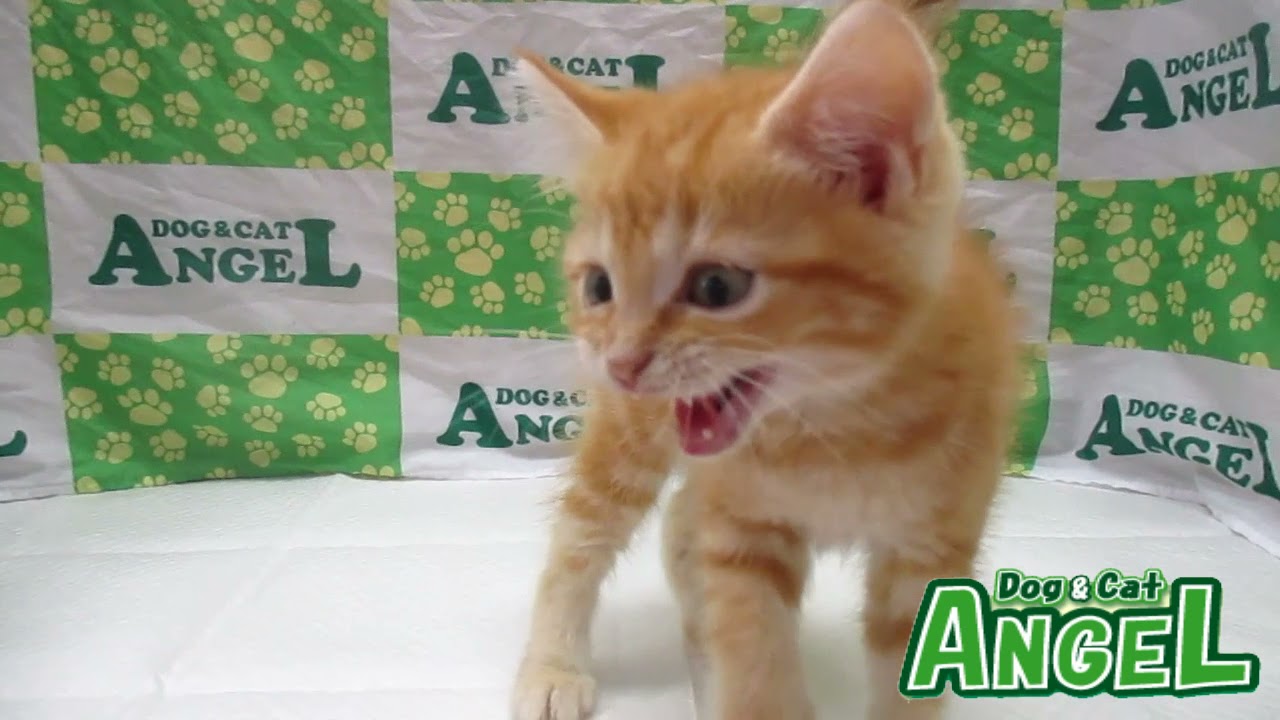 アメリカンショートヘアー 2110080 【ペットショップエンゼル　子犬・子猫販売】