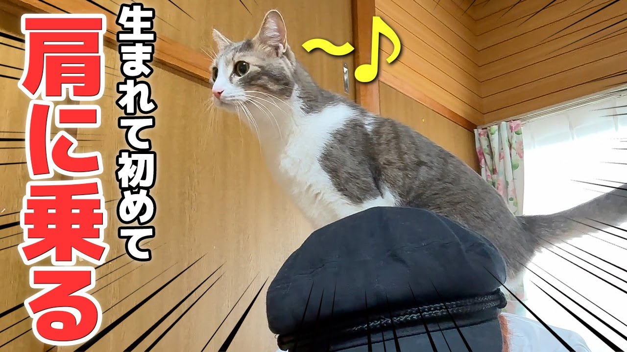 猫達とお別れする直前に初めて猫が肩の上に飛び乗ってきました…！！！！