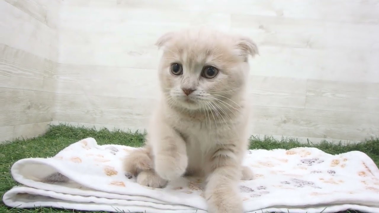 Coo&RIKU　No00658569 スコティッシュフォールド