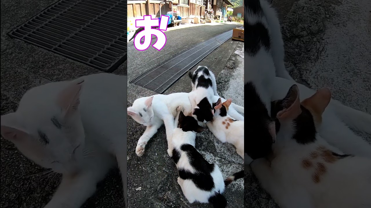 猫」「CAT & PEACE」#cat #ソマリ #ねこ動画 #猫動画 #猫好きさんと繋がりたい #野良猫