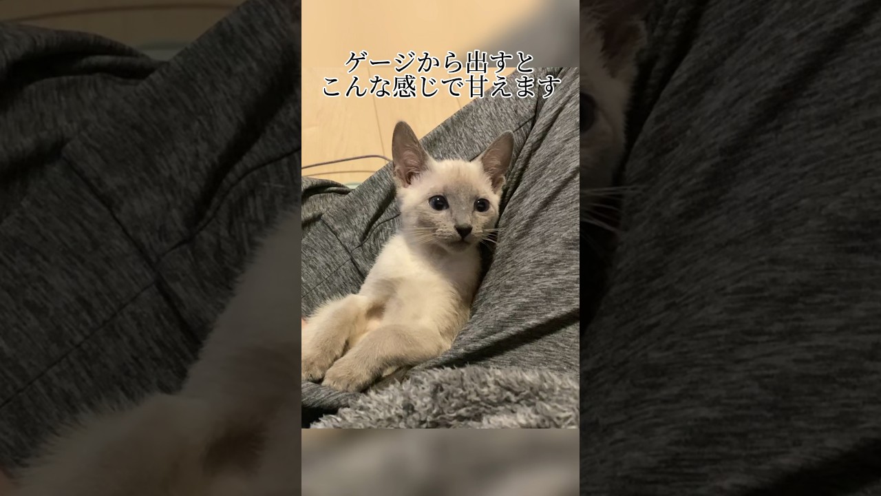 子猫の激甘えをご覧下さい。可愛いすぎる。 #ロシアンブルー