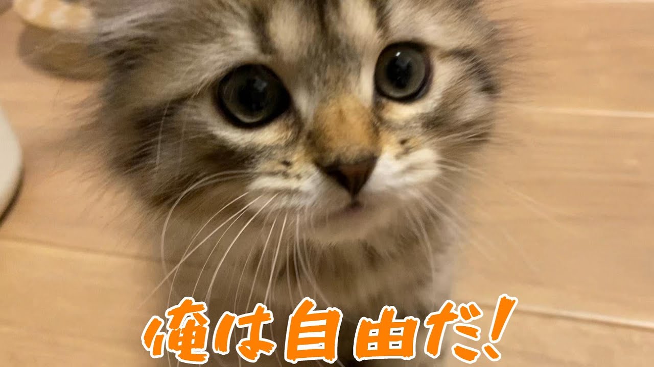 子猫、ケージの外を探検する_episode2 【サイベリアン】【猫】【ネコ】