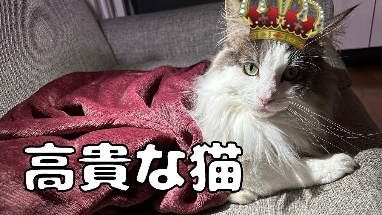 猫にブランケットをあげてみたら想像以上に似合っていました【メインクーン】