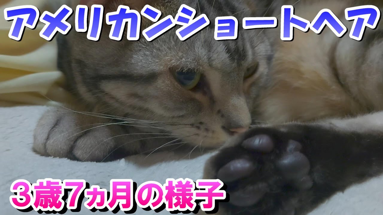 ソラさん３歳７ヵ月の様子（アメリカンショートヘア）