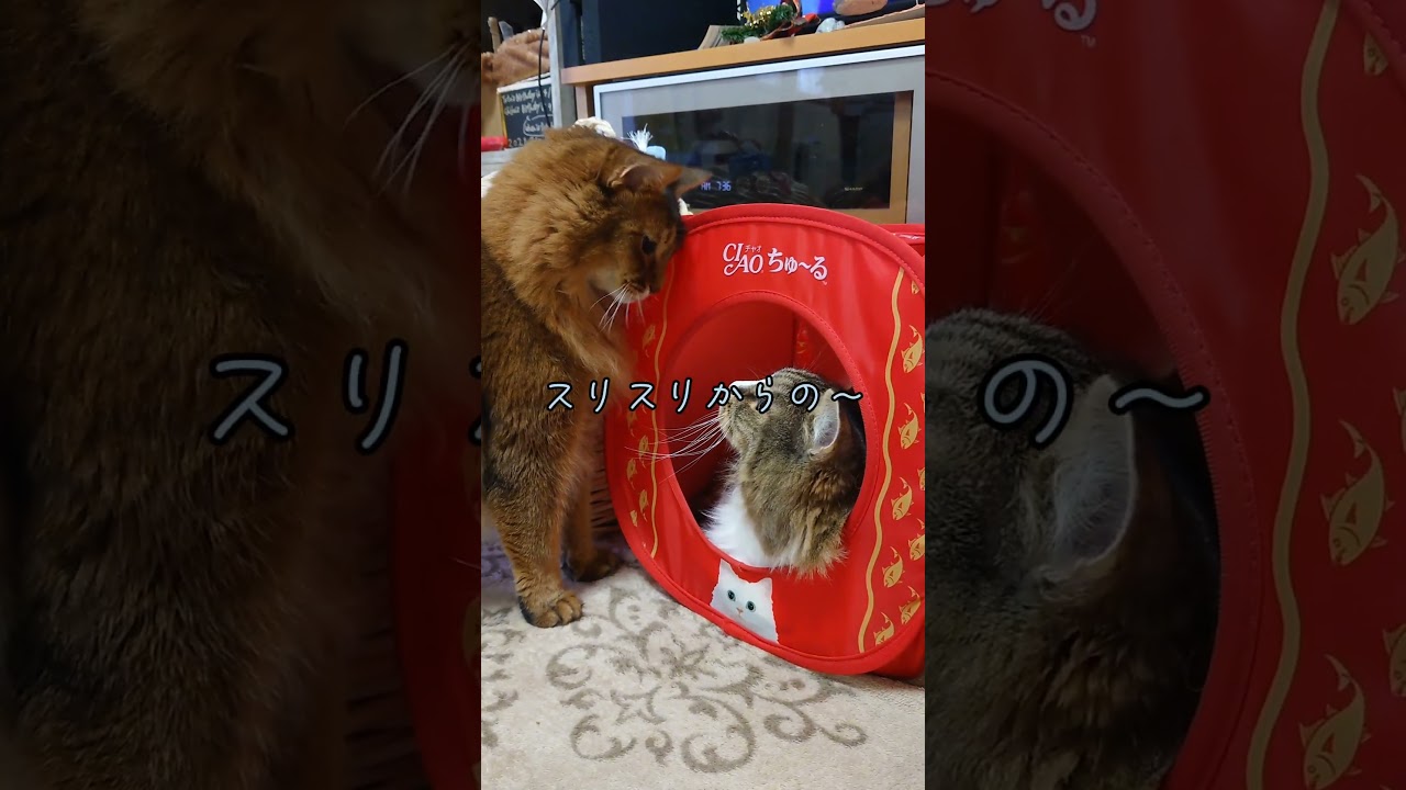 仲良し猫のトト（ノルウェージャンフォレストキャット）とチー（ソマリ）