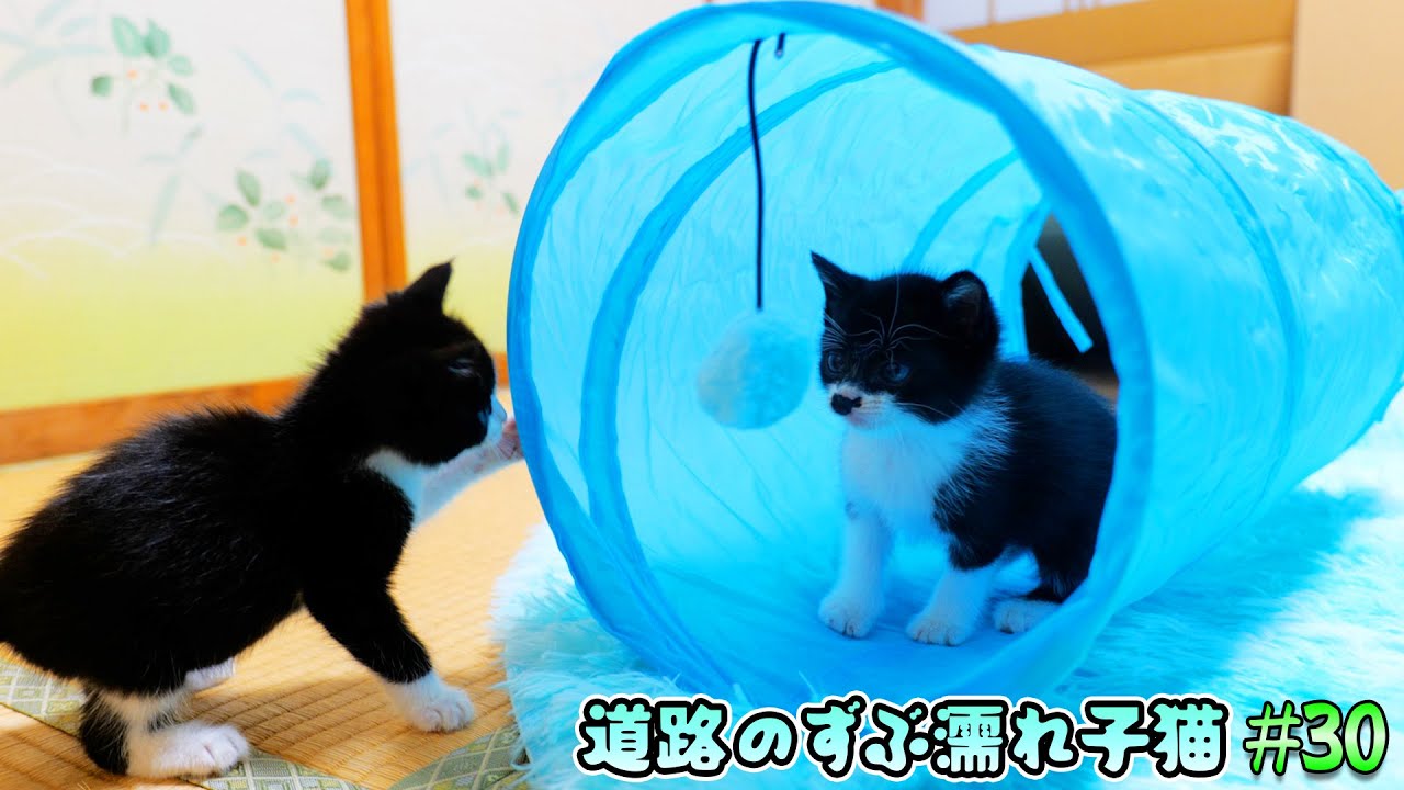 子猫の姉妹を保護して1週間が経過しました🐈🐈【道路のずぶ濡れ子猫 #30】