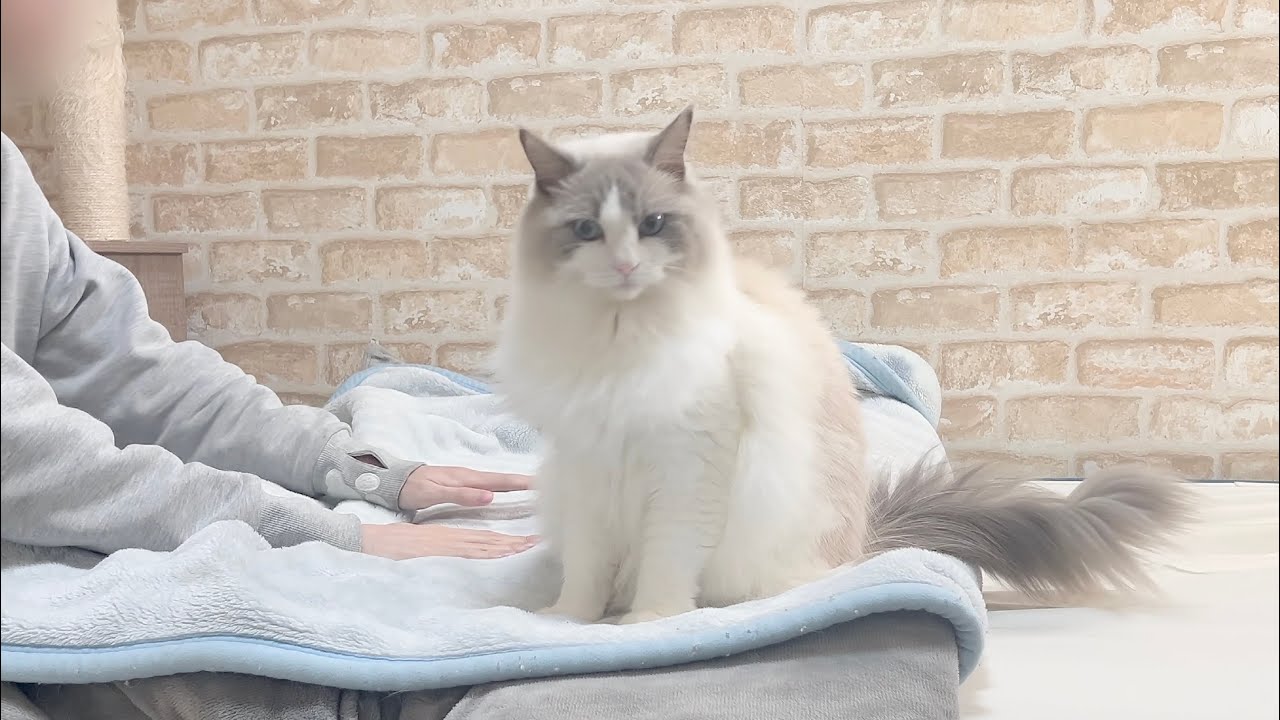 ふみふみする飼い主を見てドン引きするラグドール猫がかわいすぎたw