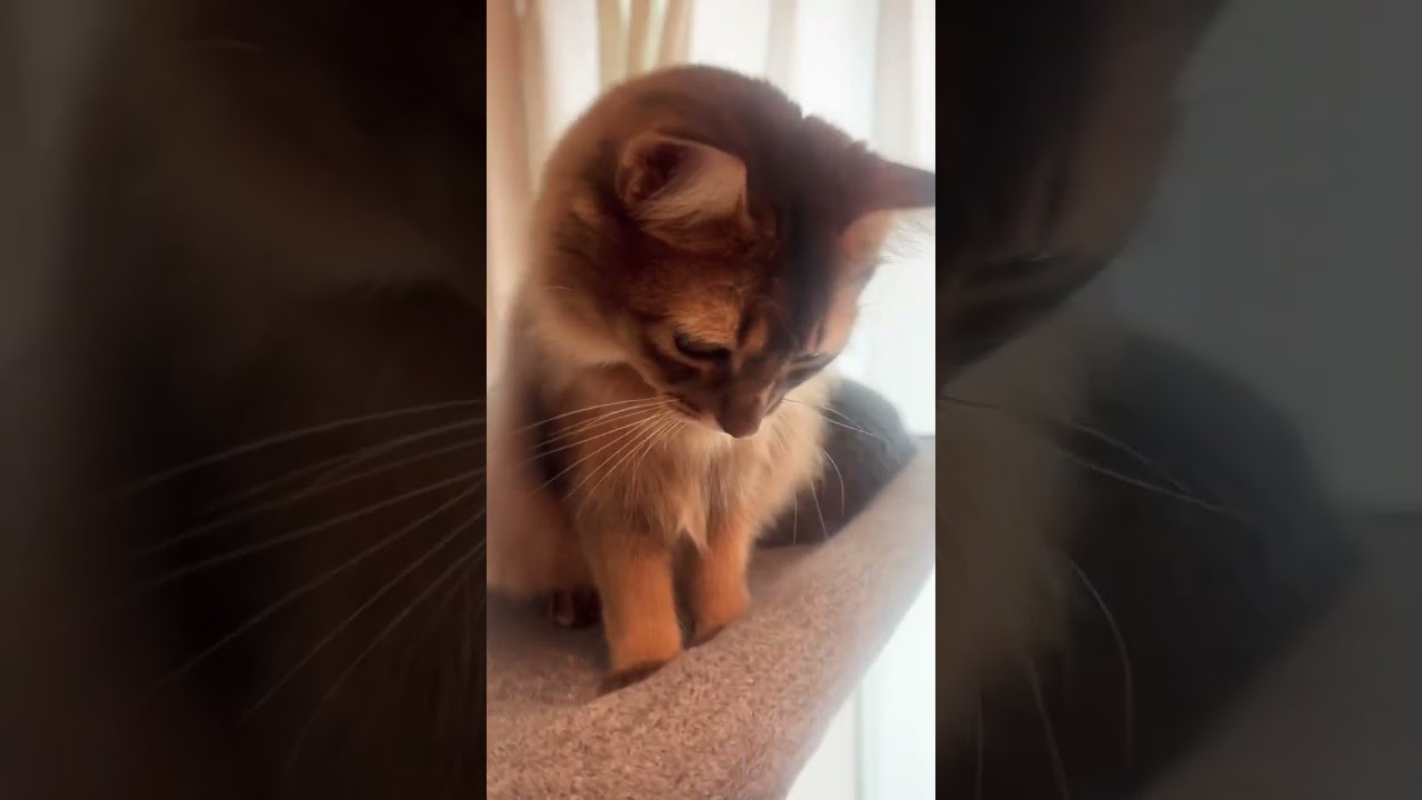 仲良くシェアする猫 #ロシアンブルー #ソマリ #いやしねこ