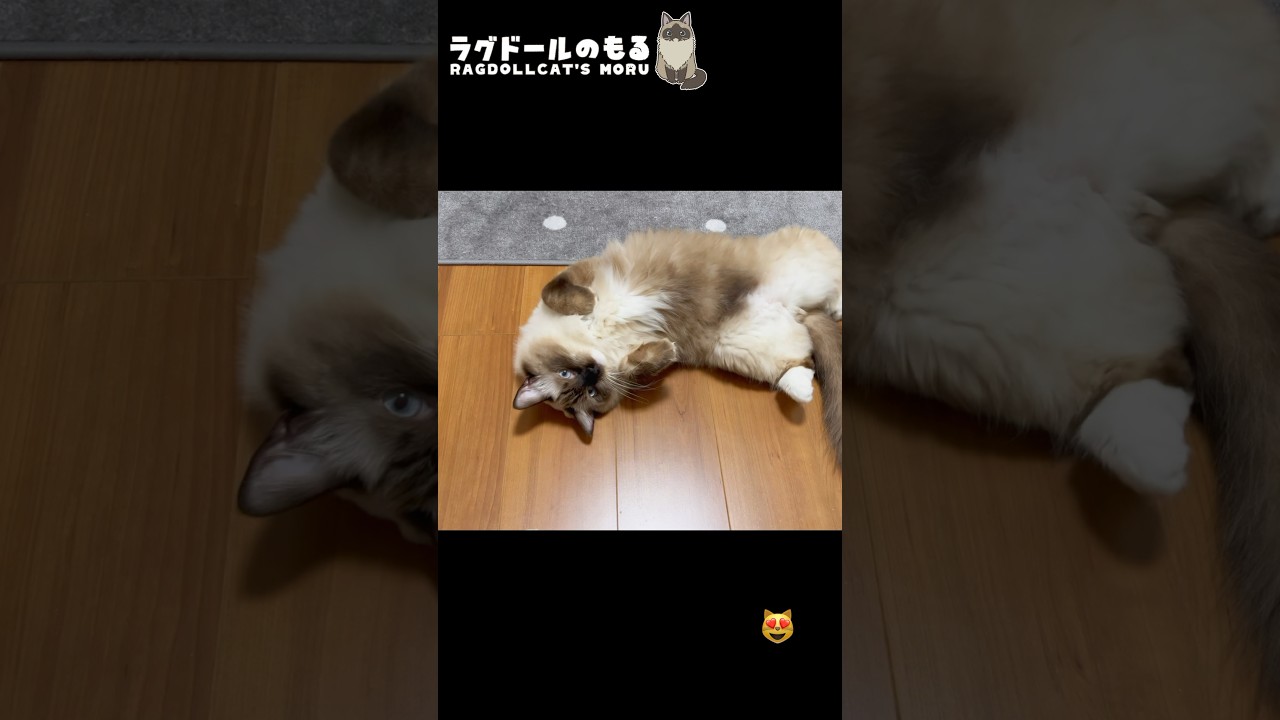 これをされたらあなたは猫に好かれています⑤