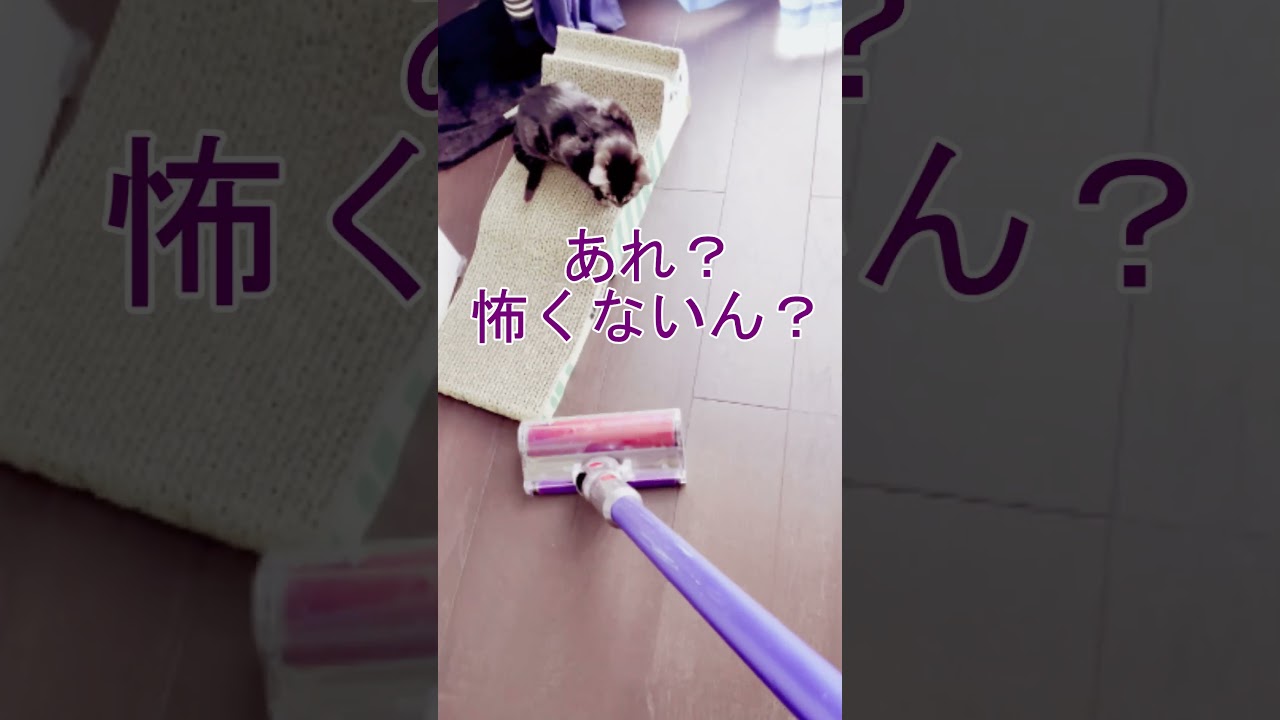 ダイソンvsルカ #ベンガル #子猫 #ダイソン #shorts